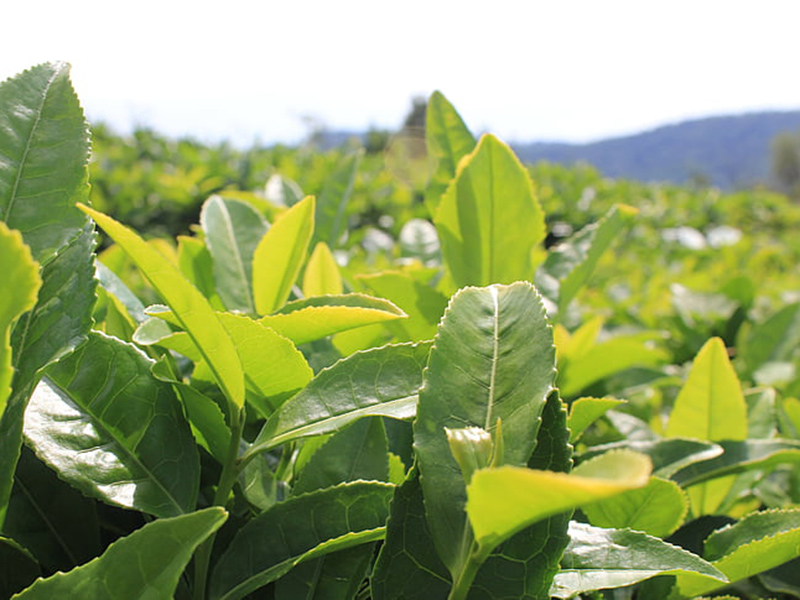 哪款設(shè)備可以精準(zhǔn)檢測(cè)植物冠層 哪款設(shè)備可以精準(zhǔn)檢測(cè)植物冠層