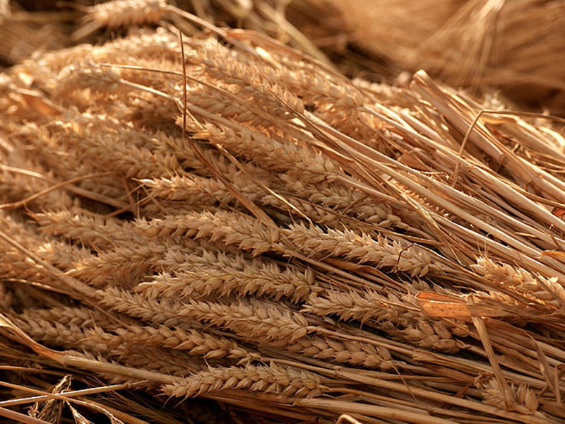 真菌毒素快速檢測儀可實現快速定量檢測 真菌毒素快速檢測儀可實現快速定量檢測