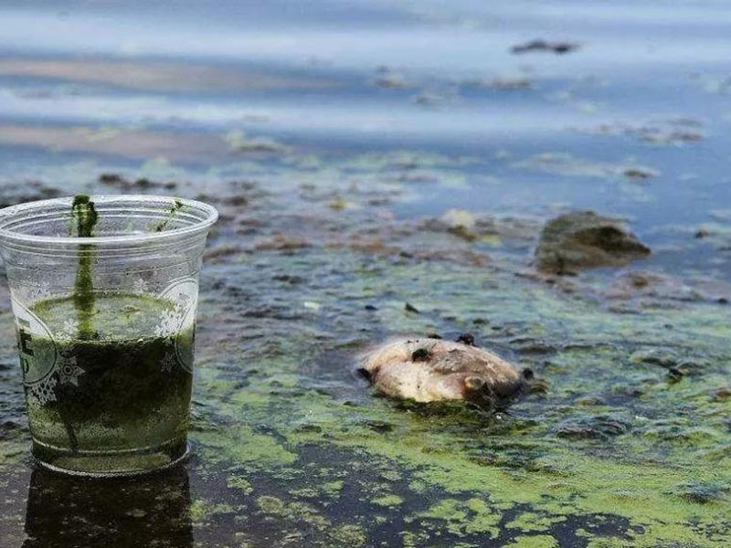 水質生物毒性檢測儀可以測定工業排放污水嗎？