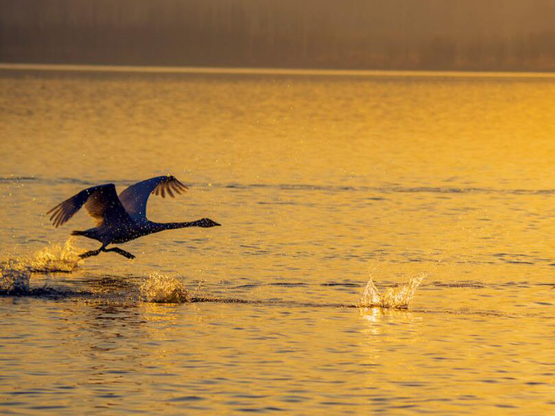 水產(chǎn)養(yǎng)殖水質檢測儀說明書