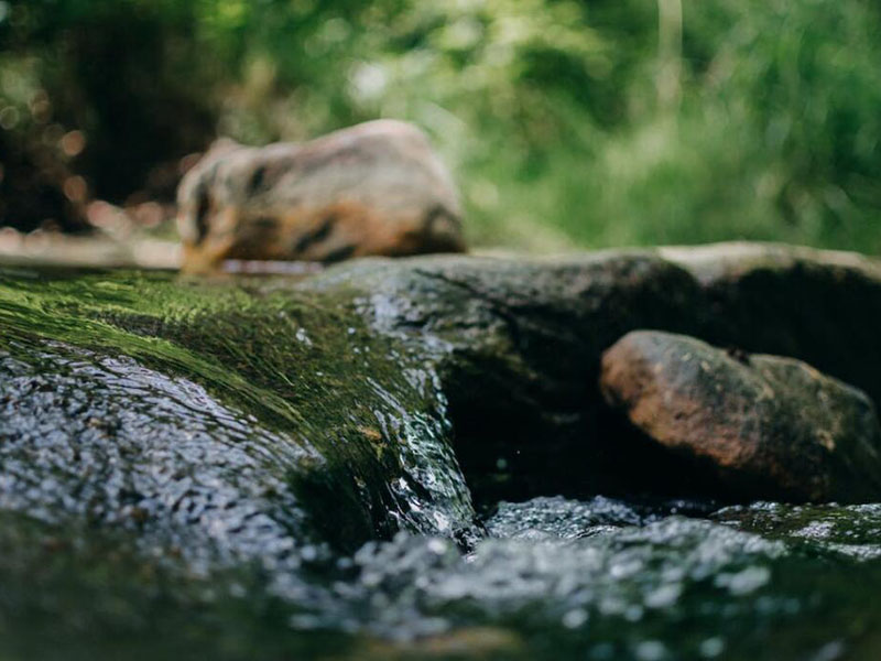 葉綠素對水質有什么影響