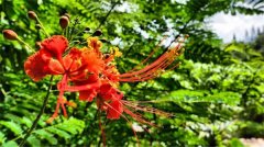 土壤有機(jī)質(zhì)檢測(cè)儀有什么作用？