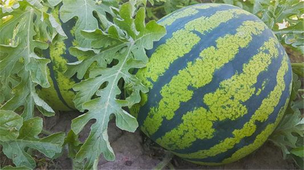 果蔬農藥殘留速測儀檢測水果農殘 果蔬農藥殘留速測儀檢測水果農殘