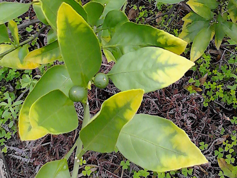 植物營養測定儀 20.jpg