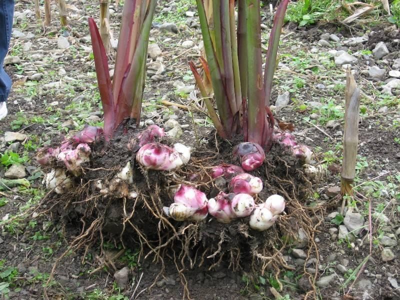 植物根系分析儀,用于根系形態和構造研究 植物根系分析儀,用于根系形態和構造研究