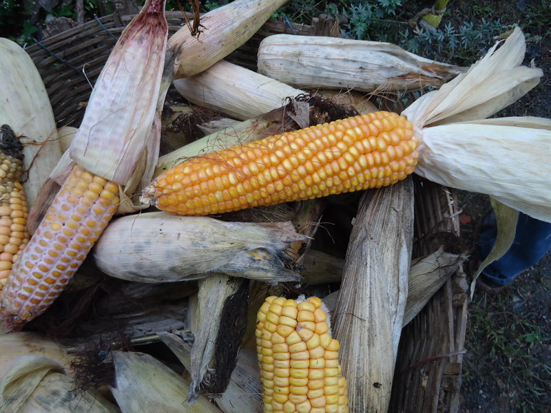 真菌毒素快速檢測儀快速、準(zhǔn)確定量檢測 真菌毒素快速檢測儀快速、準(zhǔn)確定量檢測